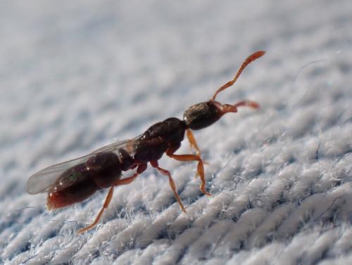 Réf. 297 071 : Ponera sp.
